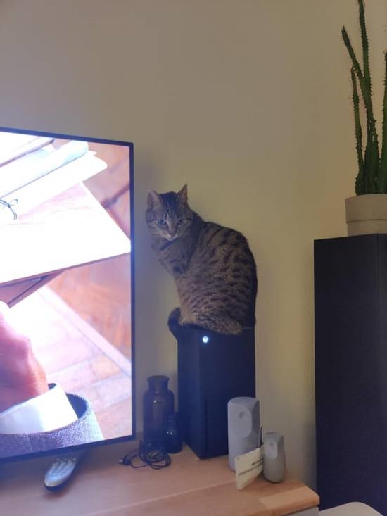 猫总坐在主机散热孔怎么办 传奇爱猫人加装尖刺！